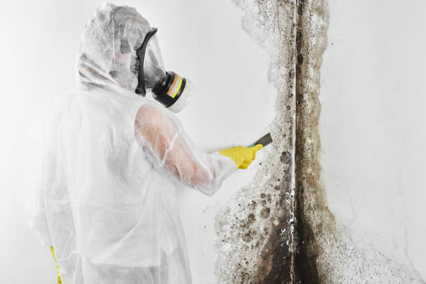 Best Crawl Space Mold Removal  in Pukalani, HI