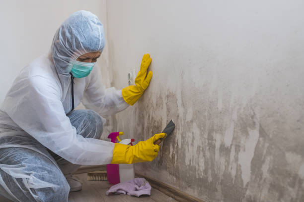 Best Toxic Mold Removal  in Pukalani, HI