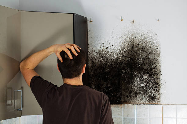 Best Toxic Mold Removal  in Pukalani, HI