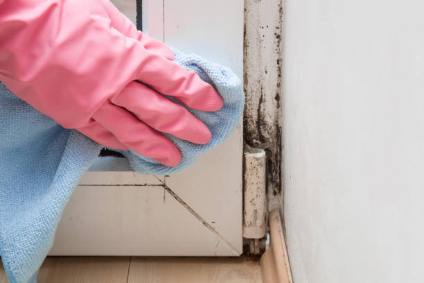 Best Commercial Mold Removal  in Pukalani, HI